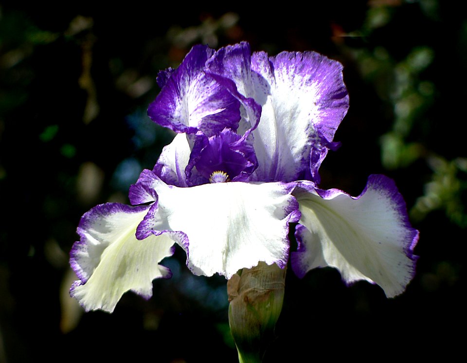 The Iris (28)