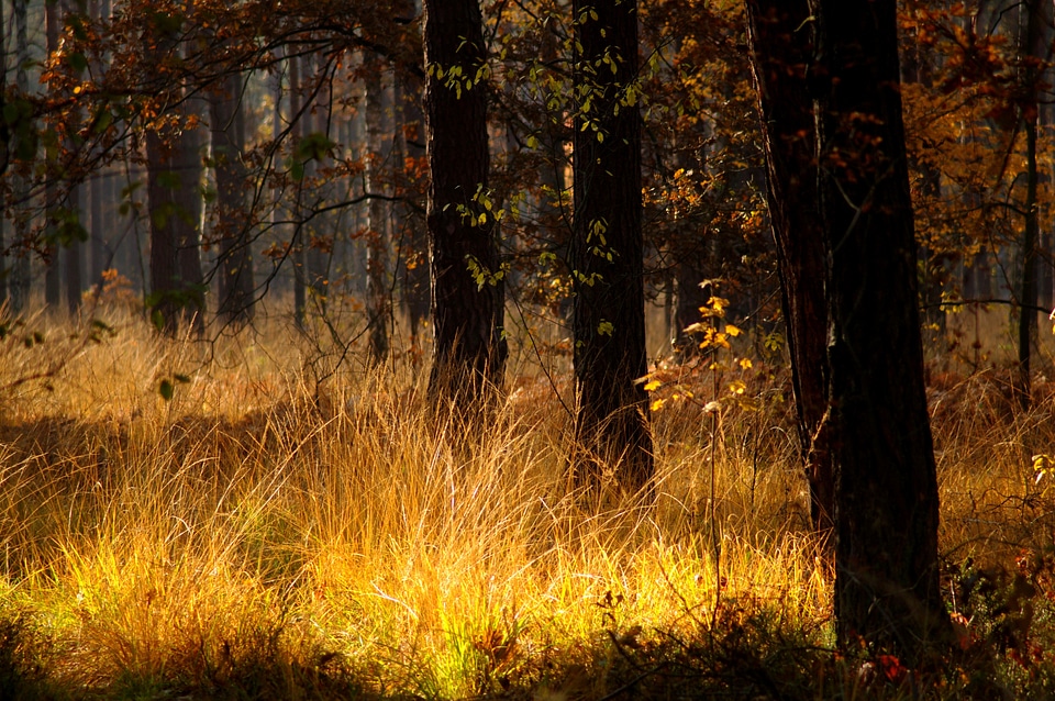 Autumn gold nature vegetation