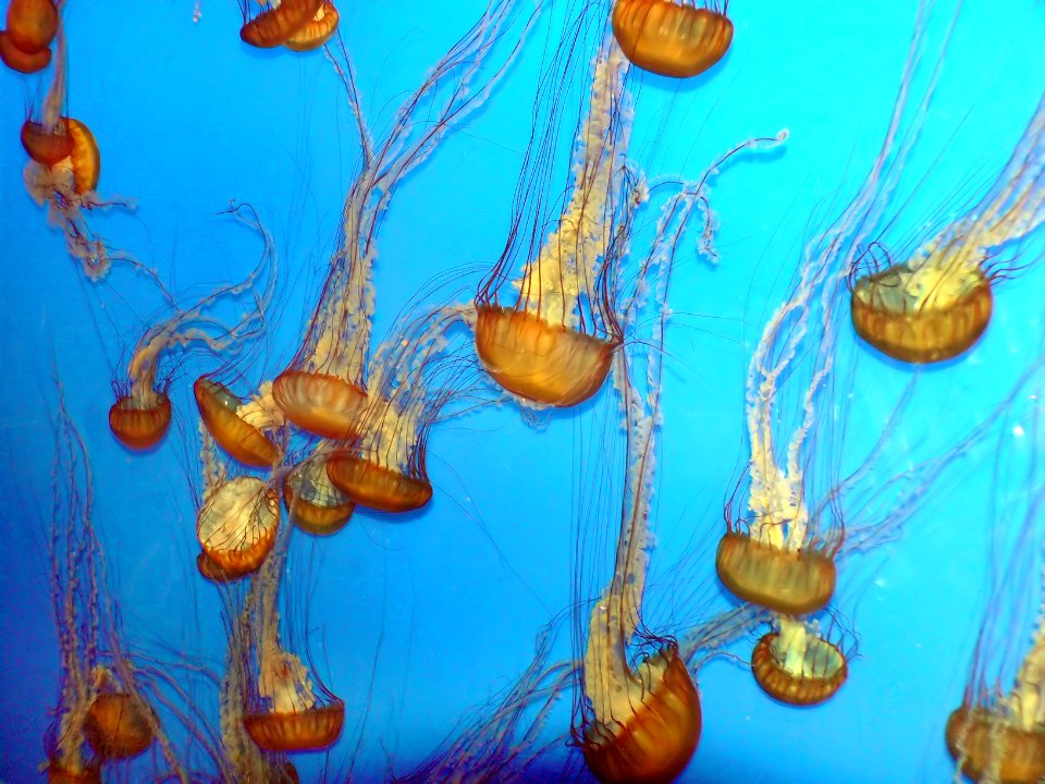 Jelly Fish. photo