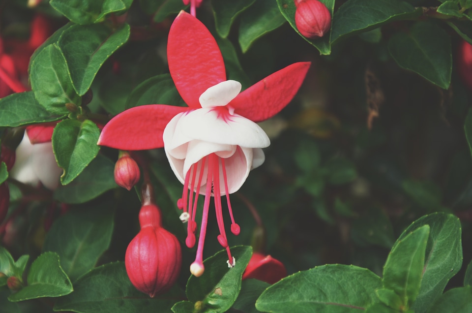 Red flower white flower garden