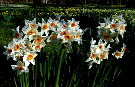 Spring is in the air. NZ photo