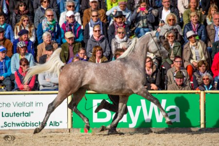 HP151281(c) Oliver-Seitz
