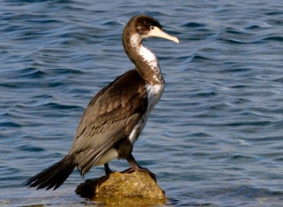 Pied Shag.NZ