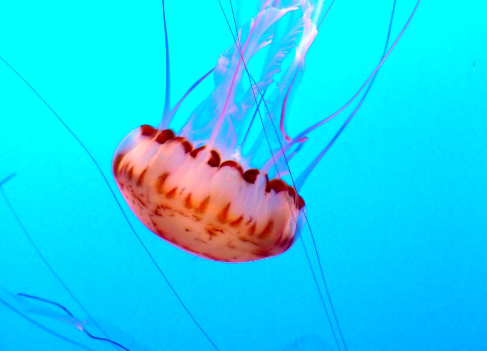 Monterey Aquarium. Jelly Fish