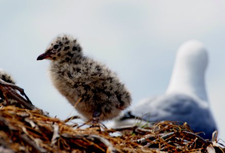 Red billed chick. photo