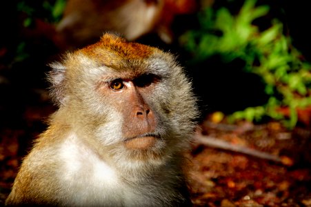Macaque Monkey photo