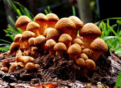 Gymnopilus spectabilis. photo