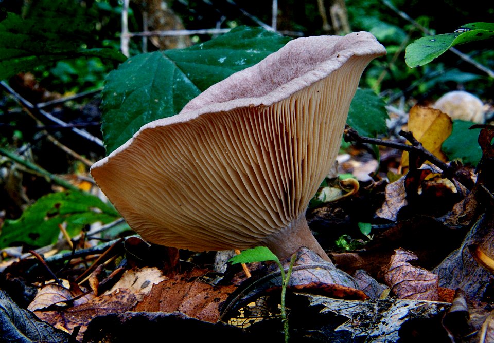 Paxillus involutus