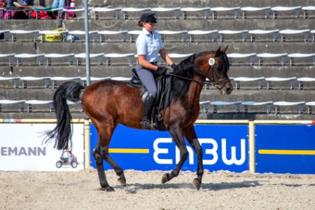 Rassenschau 20169707