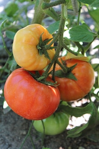 Tomatoes plant vegetables