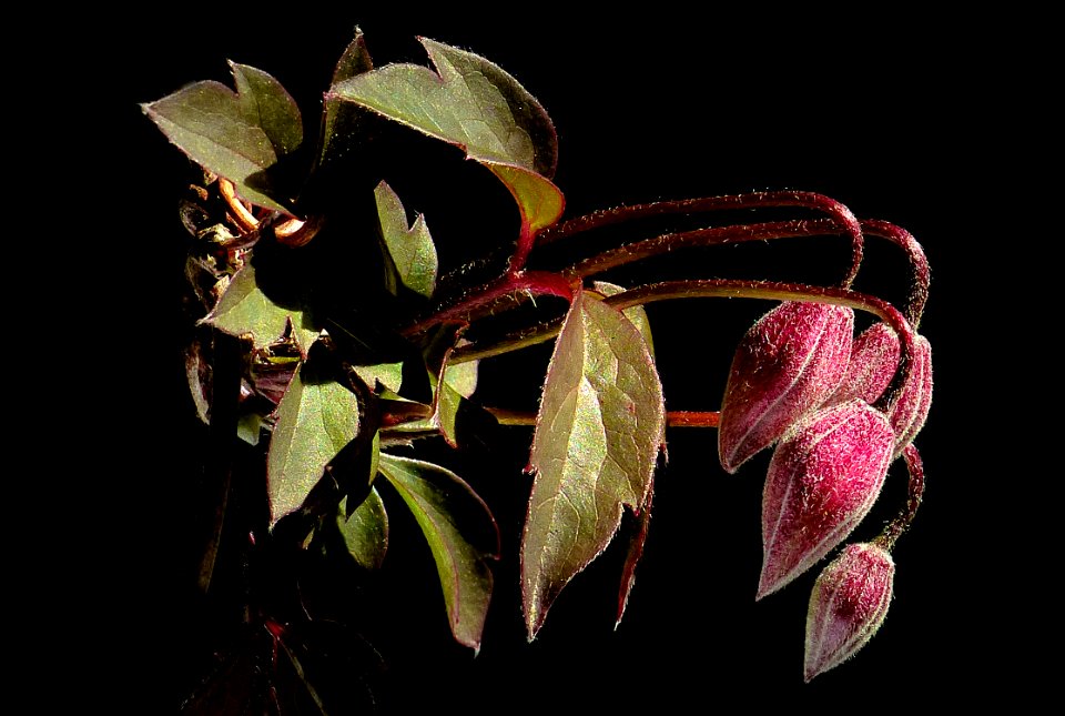 Clematis.