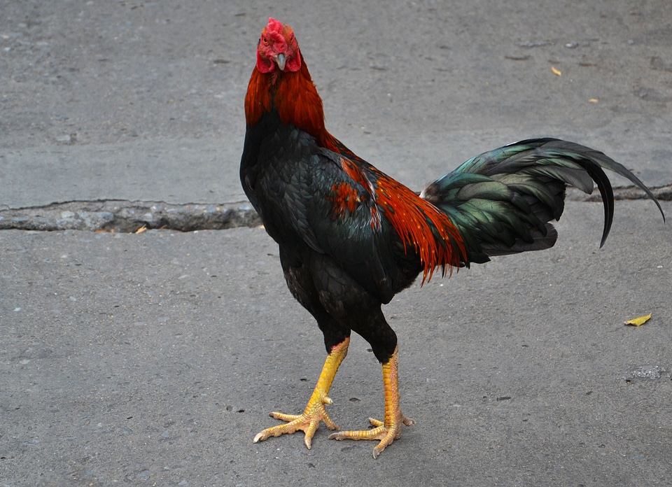 Rooster farm agriculture