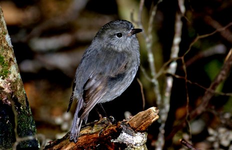 New Zealand Bush Robin. (Petroica australis) photo