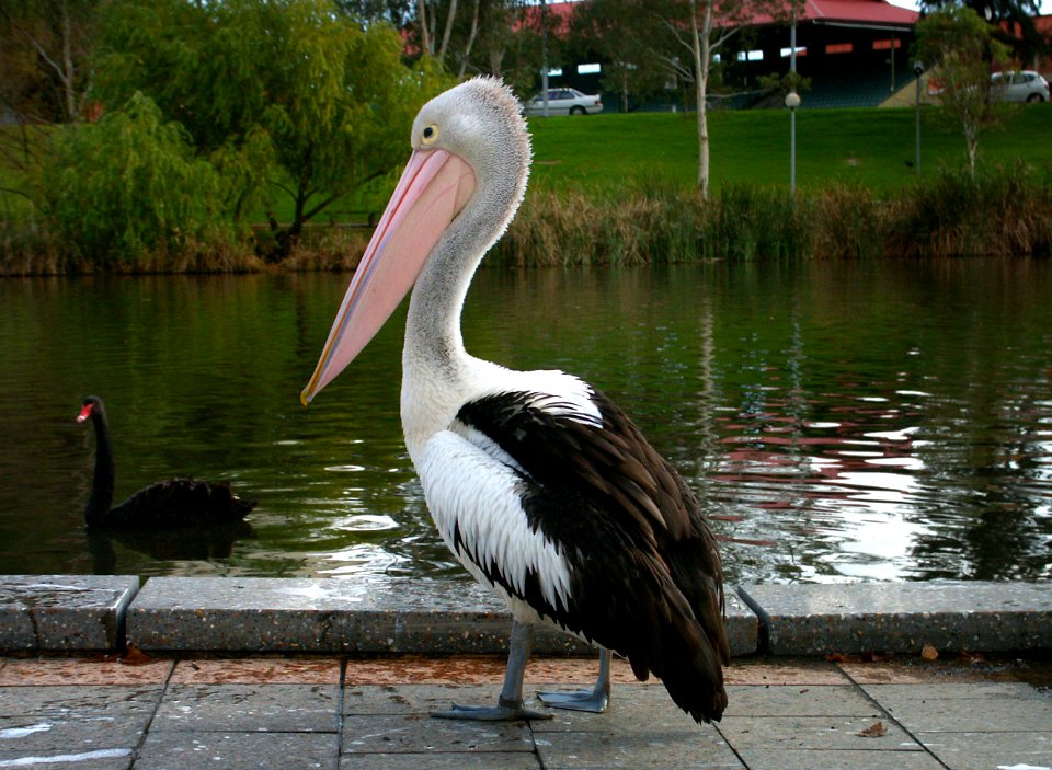 Australian Pelican (Pelecanus conspicillatus)