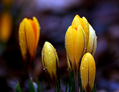 Crocus photo