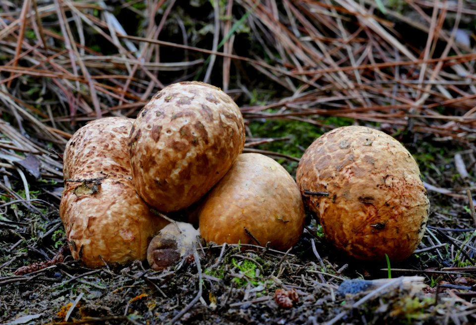 Descomyces albellus.