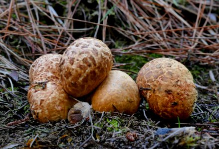 Descomyces albellus.