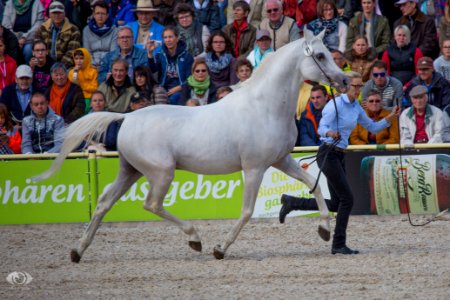 HP150204(c) Oliver-Seitz