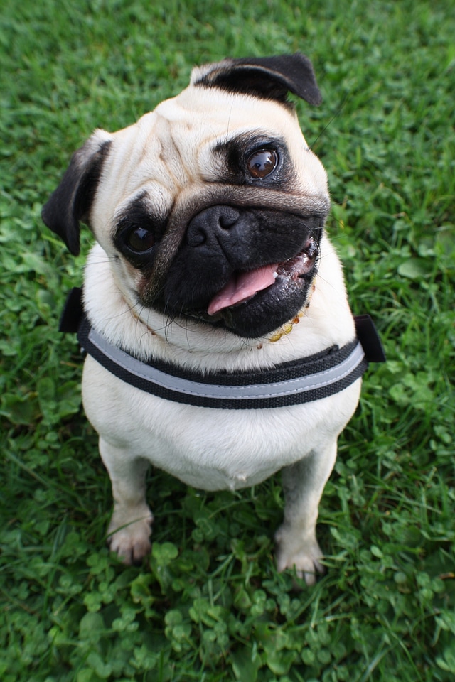 Cute black purebred dog