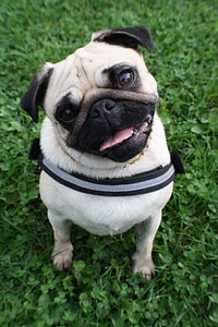 Cute black purebred dog