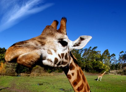 Rothschild Giraffe Orana Wildlife Park. photo