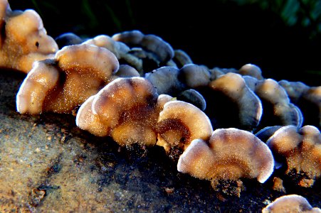 Bracket fungi. photo