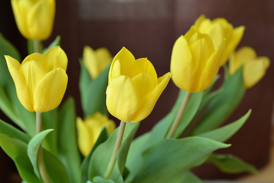 Spring flowers yellow flowers