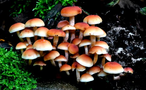 Hypholoma fasciculare, (Sulphur tuft,)
