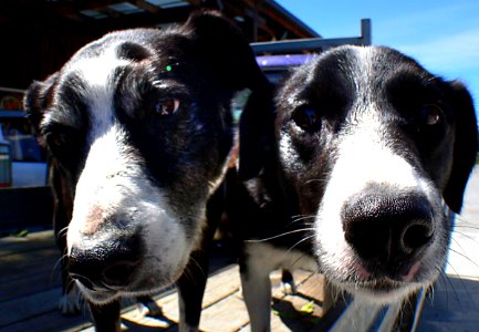 Dogs noses. photo