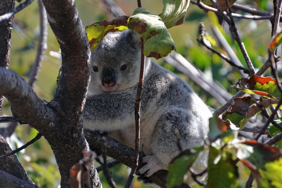Animal australia wild living