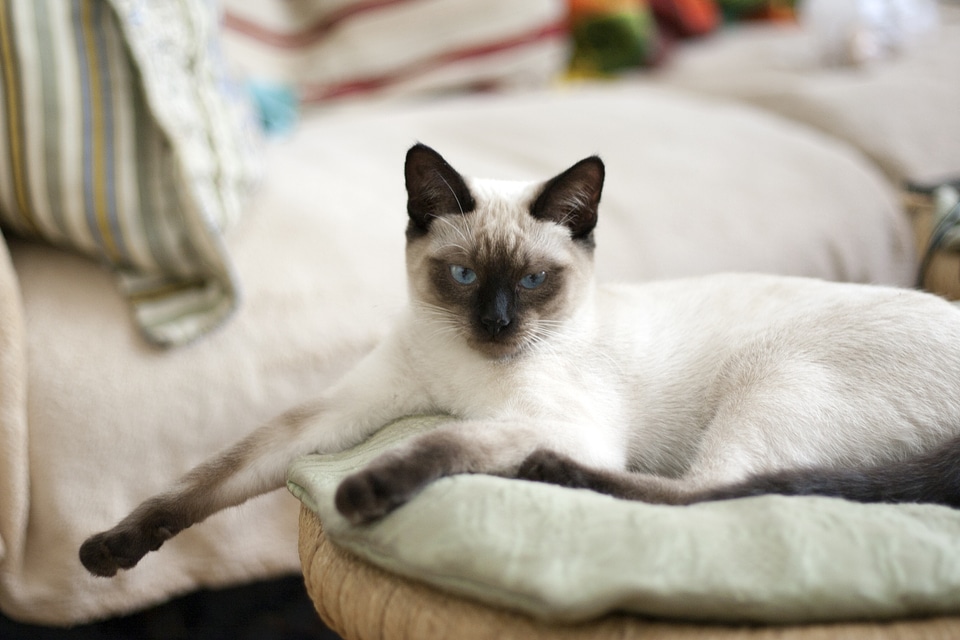 Blue eyes view pet photo