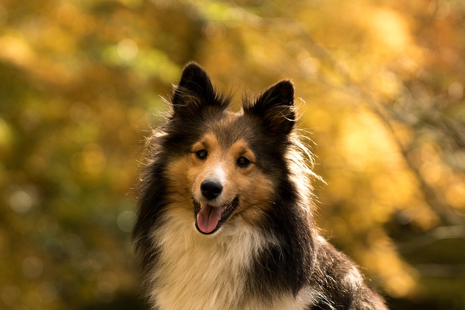 Sheltie close up autumn