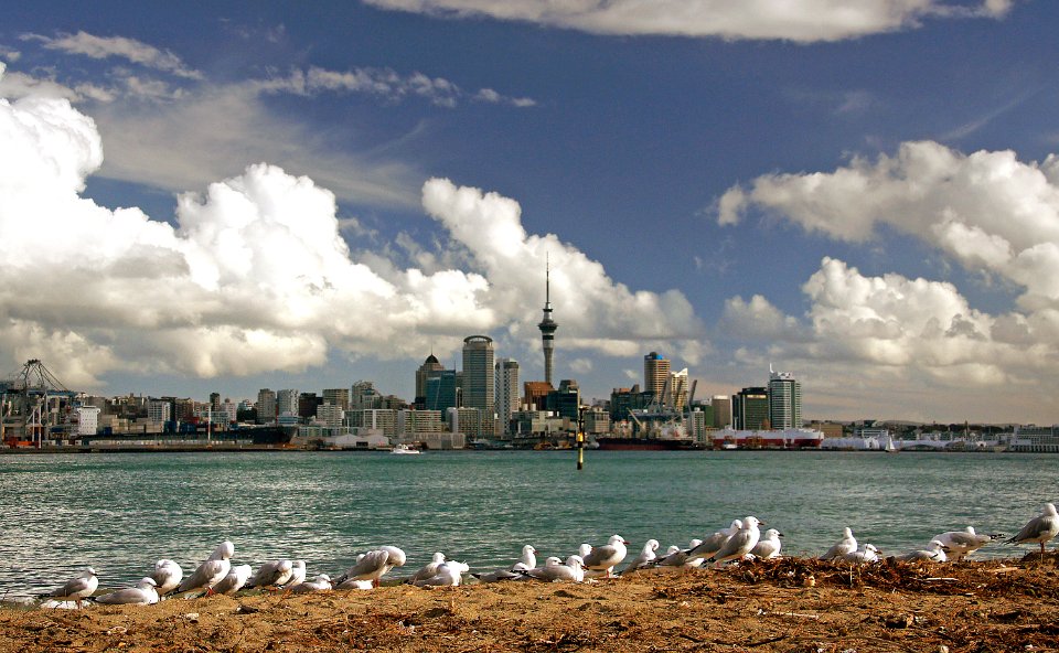 Beach birds photo