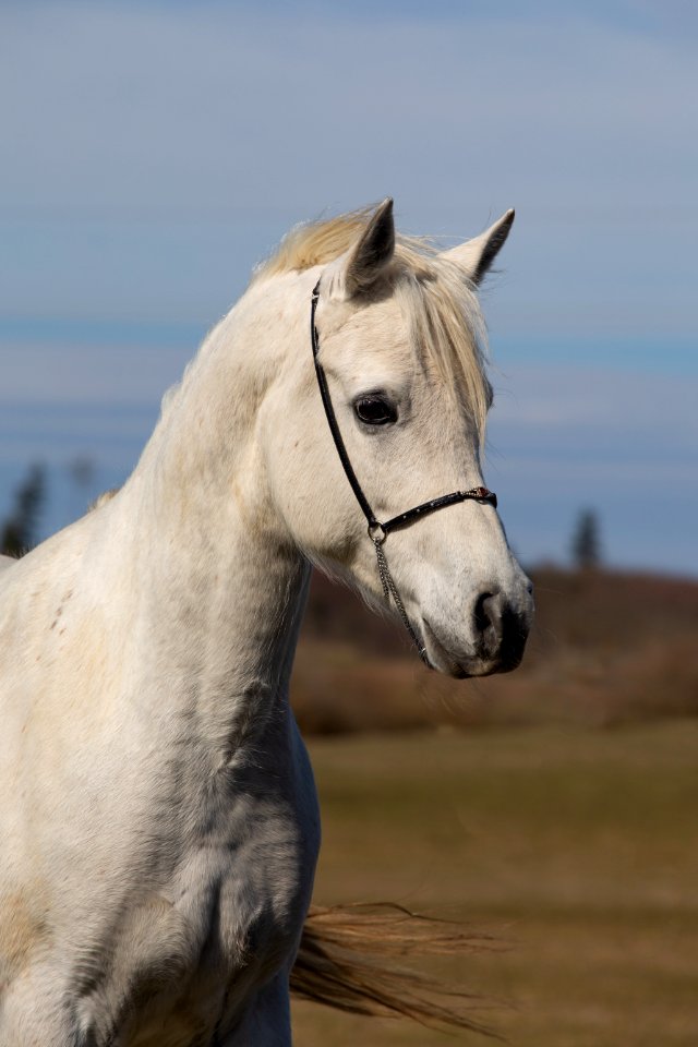 Shamao OS190116