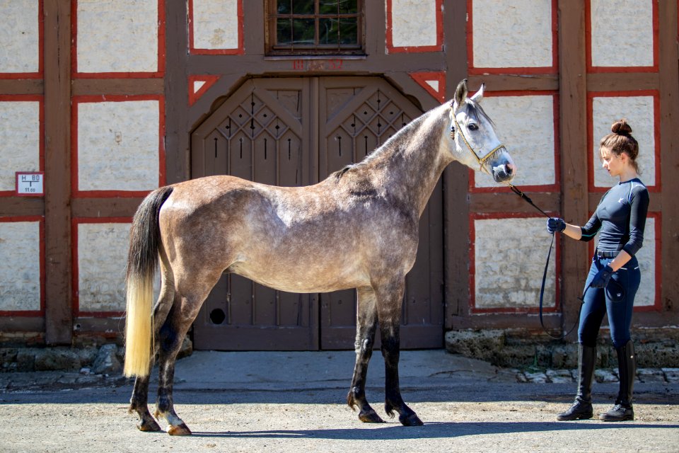 WM Shalimar OS201617