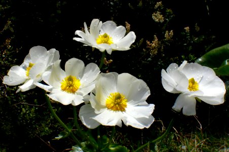 Mount Cook Lilies. photo