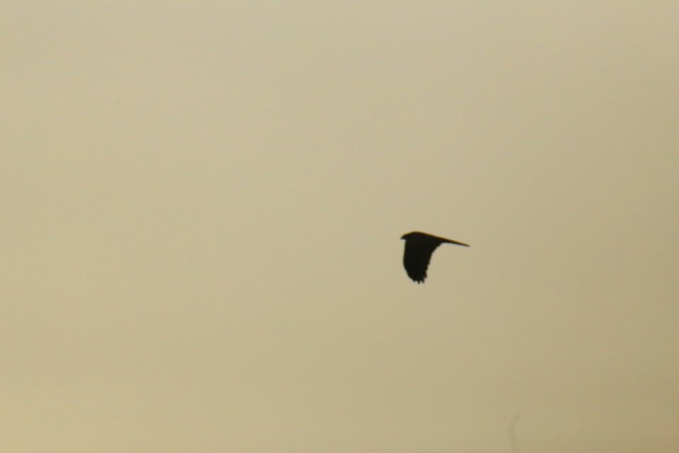 IMG 4366