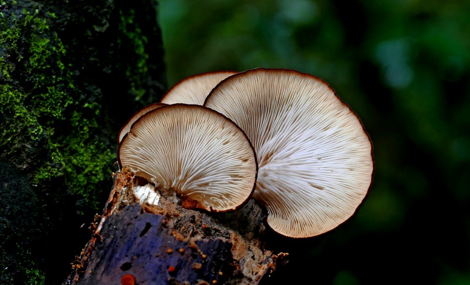 Crepidotus.