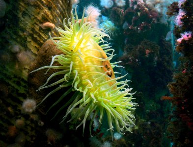 Sea anemones, photo