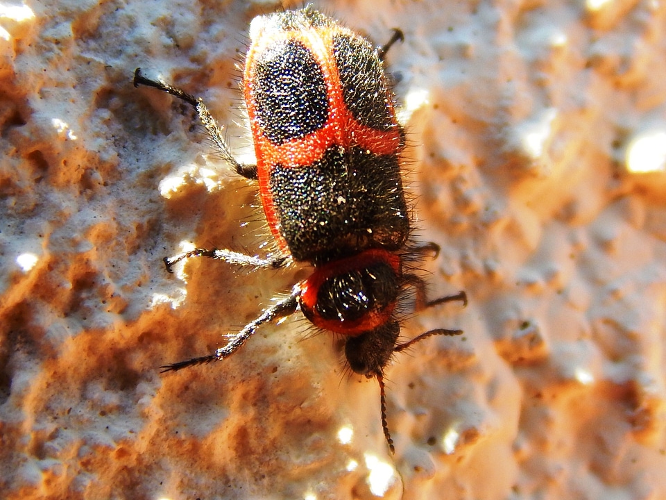 Red antennas arthropod