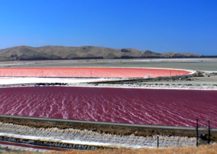 Solar Salt Grassmere NZ photo