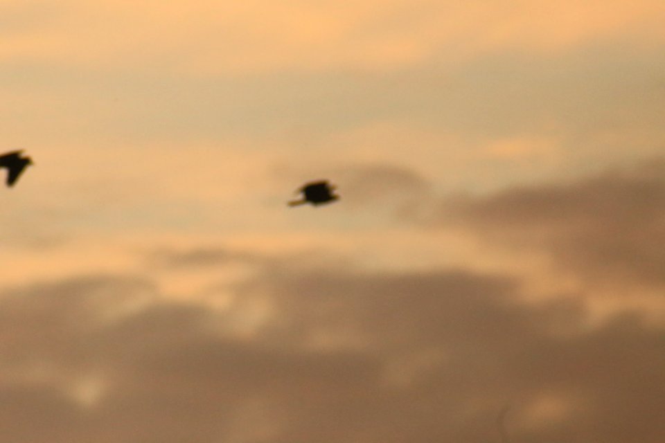 IMG 4359