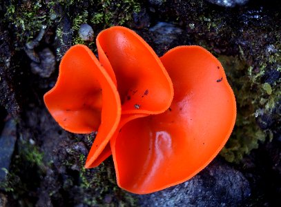 Orange peel fungi. (Aleuria aurantia) photo