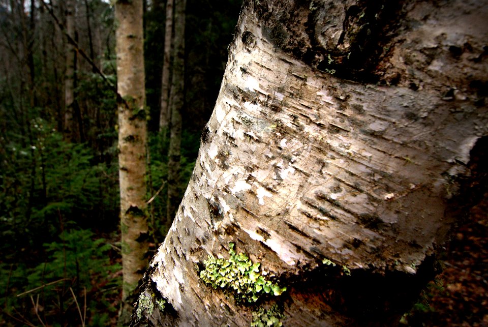Among the Silver birches.