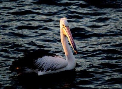 Pelican at Sunset. photo