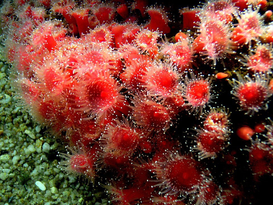 Monterey Aquarium. Anemone