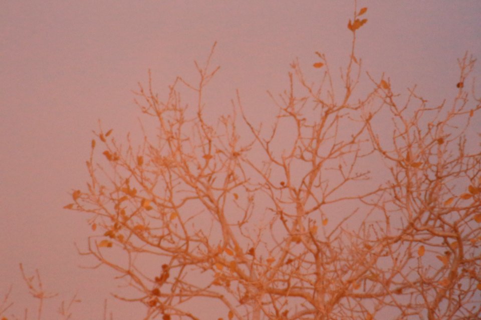 IMG 4255