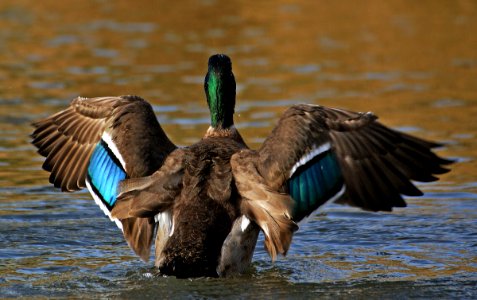 Mallard  (4)