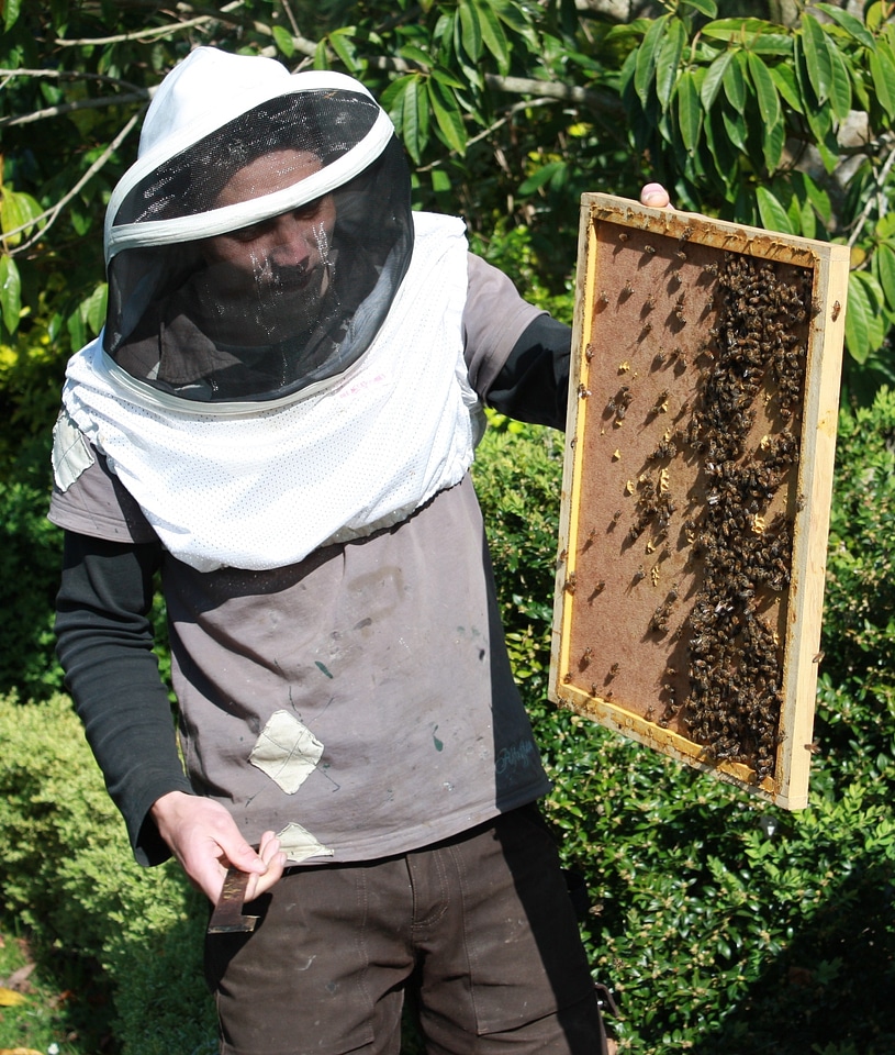 Bees beekeeping honey