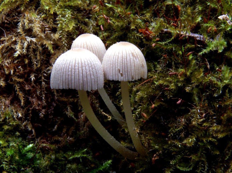 Mycena